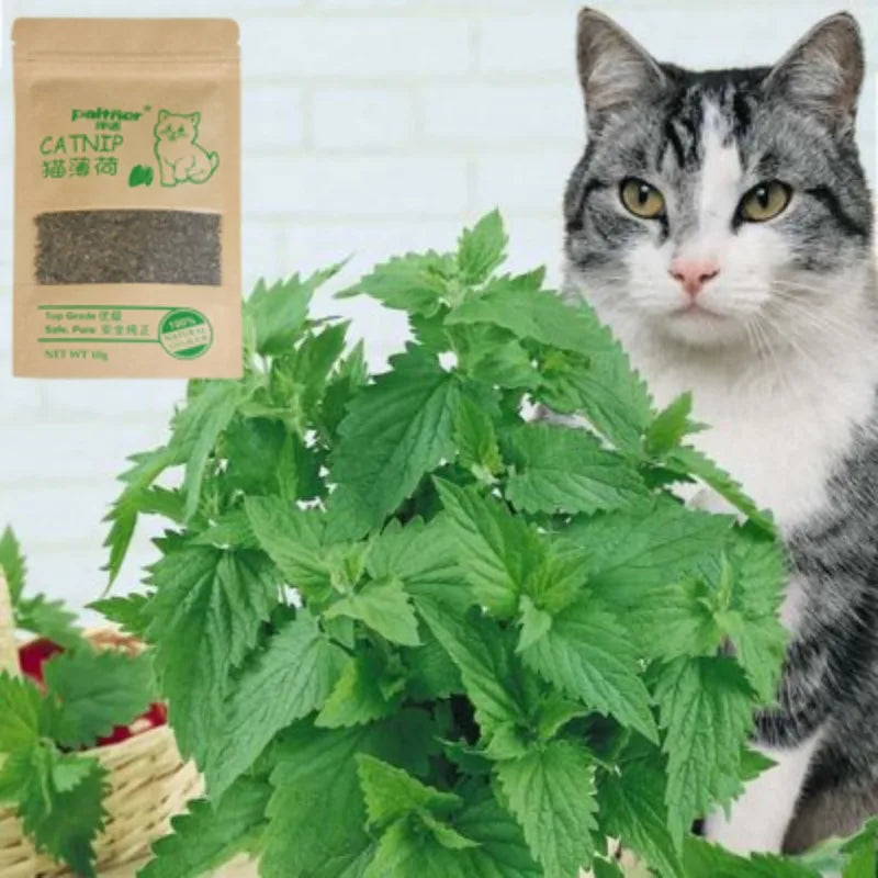 100% Natural Premium Catnip Cattle Menthol Flavor Grass